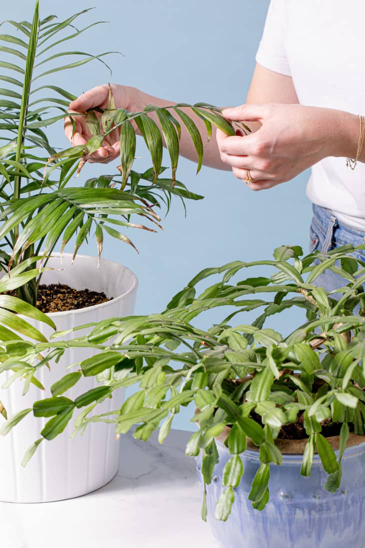 Tending to a small group of potted, non-toxic plants