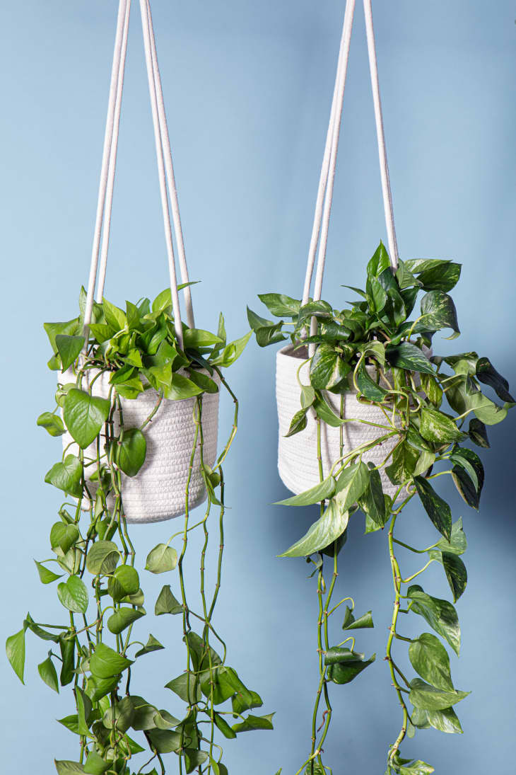 2 Hanging planters