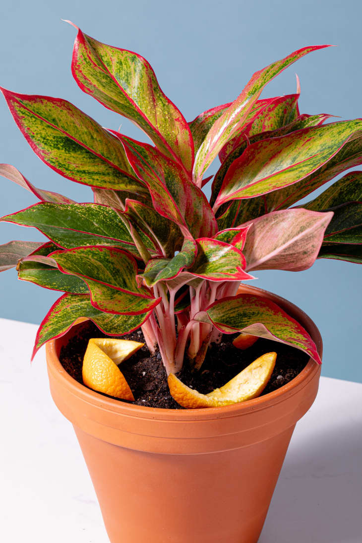 Potted plant with citrus peels in the soil