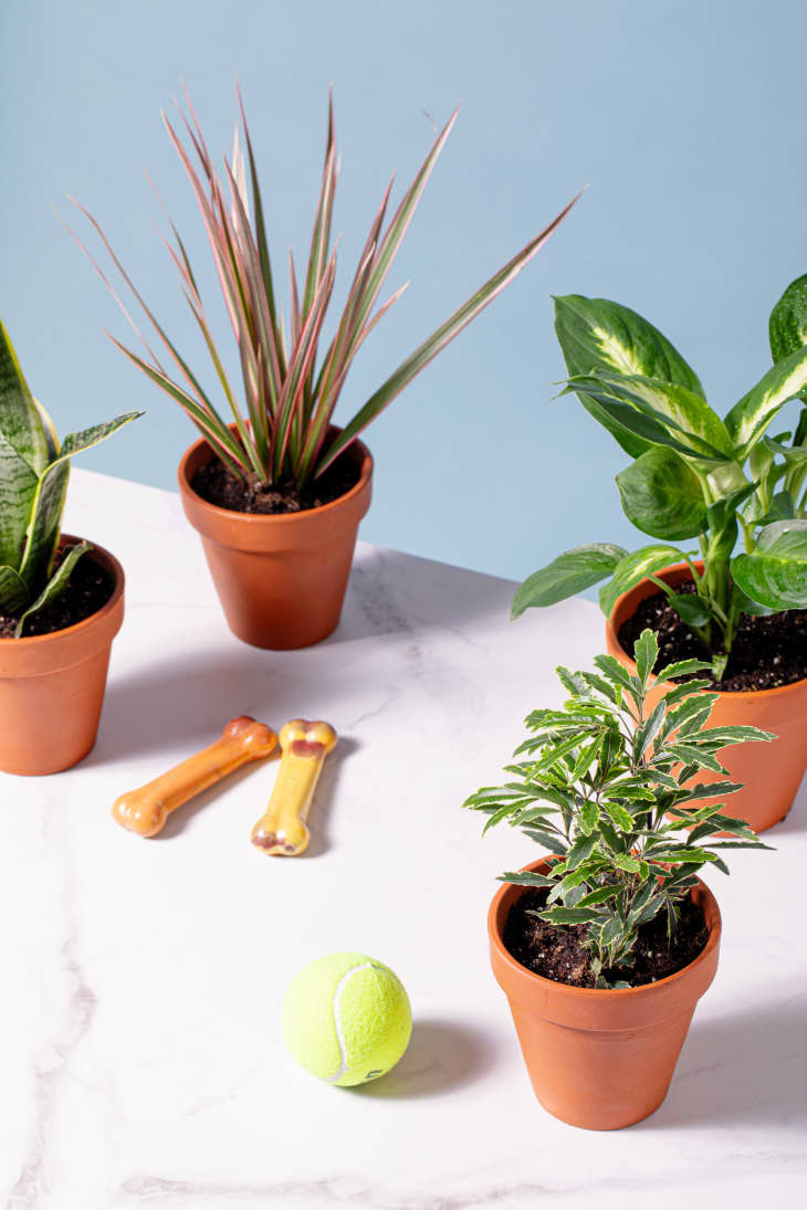 potted plants with dog bones and a tennis ball scattered nearby