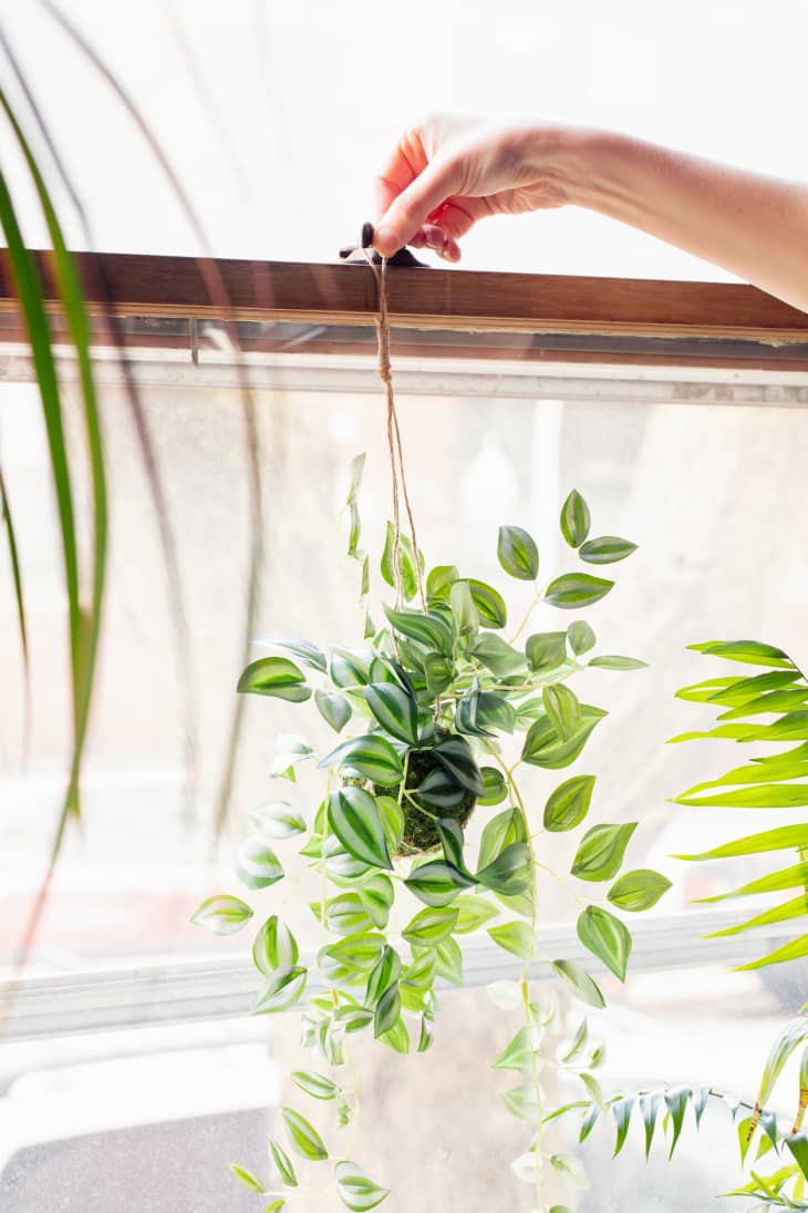 hanging a fake plant in the windowsill