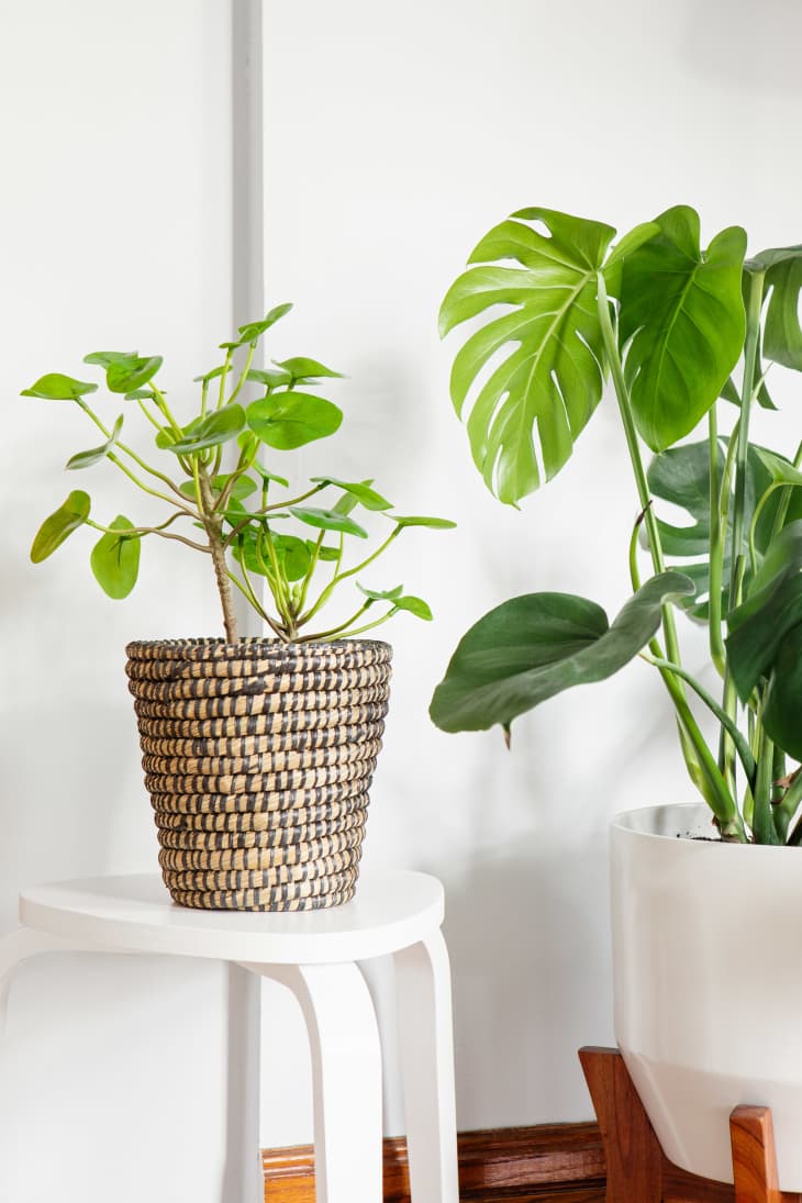 How to Lean into Fake Plants, According to Plant Experts | Apartment Therapy