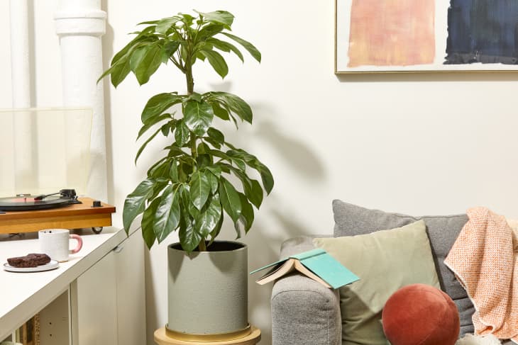 peace lily water vase Peace lily (green) With self watering pot – plantswalay main image 0