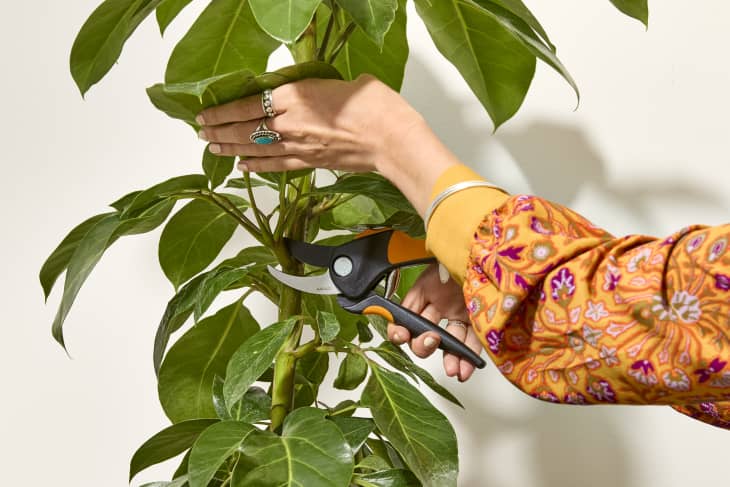 Umbrella Plant Care: Keep Your Schlefflera Happy and Healthy | Apartment  Therapy