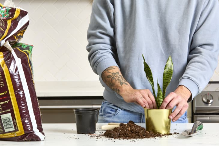 How to Care for a Snake Plant for Beginners: Light, Water, & More |  Apartment Therapy
