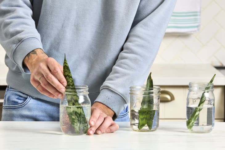 How to Care for a Snake Plant for Beginners: Light, Water, & More |  Apartment Therapy
