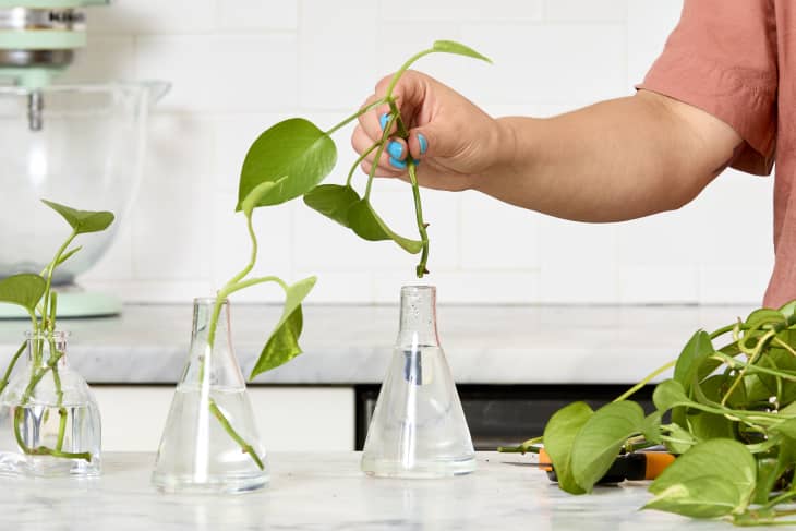 How to Grow Hydroponic Gardens for Houseplants and Veggies | Apartment  Therapy