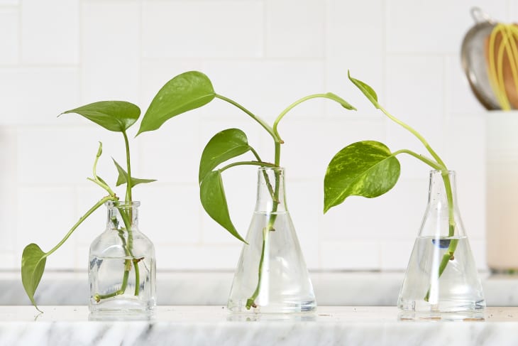 How to Grow Hydroponic Gardens for Houseplants and Veggies | Apartment  Therapy