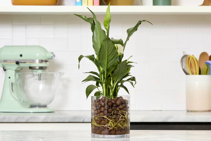 How to Grow Hydroponic Gardens for Houseplants and Veggies | Apartment  Therapy
