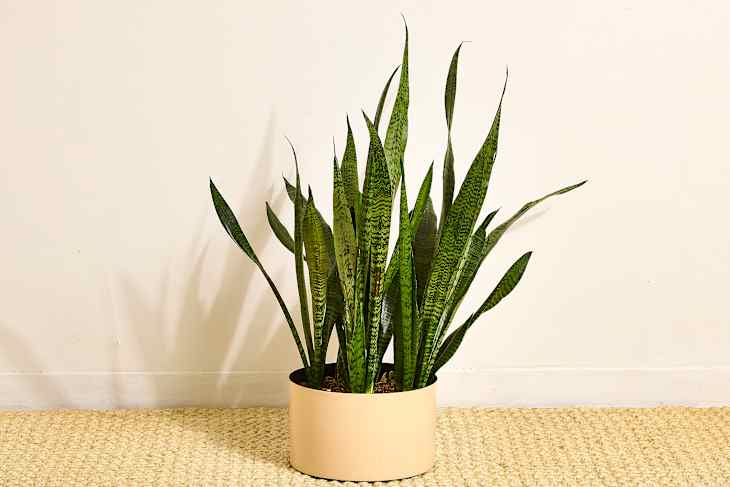 9 Easiest Houseplants Any Beginner Can Keep Alive (Really!) | Apartment  Therapy