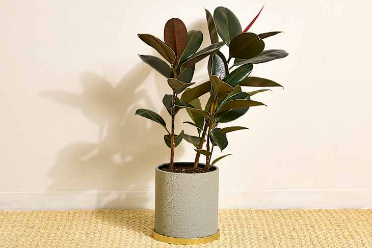 9 Easiest Houseplants Any Beginner Can Keep Alive (Really!) | Apartment  Therapy
