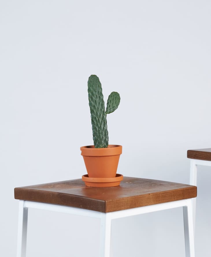 bullwinkle cactus plant in a terracotta planter