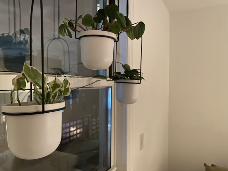 care of jade and angel pothos Pearls and Jade Pothos  Lost in the Forrest