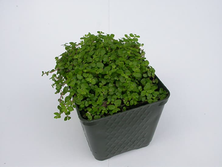bougainvillea plant online 4'7