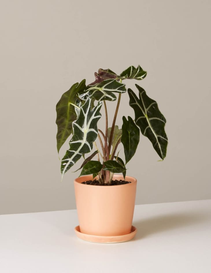 Breitblättrige Indoor-Pflanze