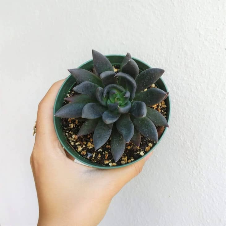 Unique Succulent Types - Cool Kinds of Succulents | Apartment Therapy