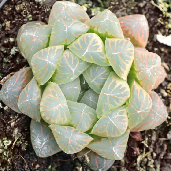 Unique Succulent Types - Cool Kinds of Succulents | Apartment Therapy
