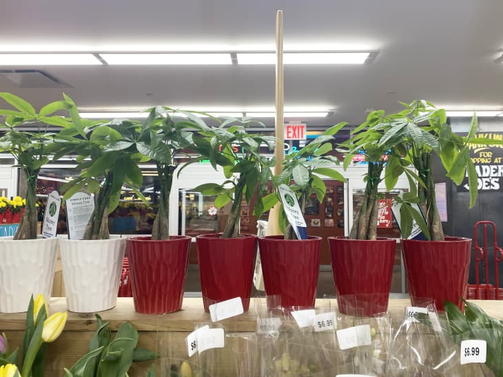 buy pineapple plants florida Pineapple ‘White Jade’ main image 0