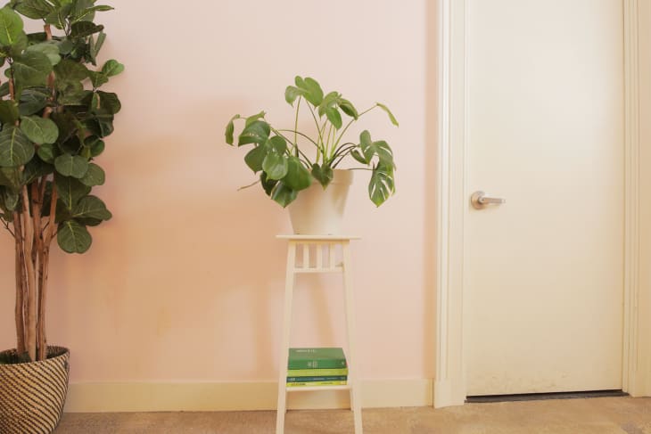 A white door surrounded by pink walls, with a decorative table topped with a plant