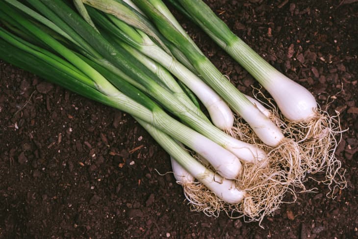 Spring onion or scallion in vegetable garden, organic homegrown produce