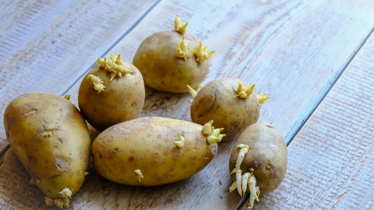 A group of sprouted potatoes on a wood background