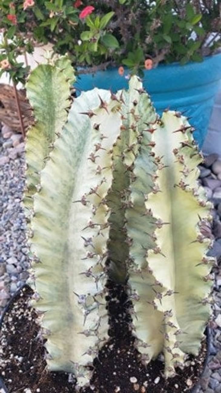 Euphorbia ammak cactus