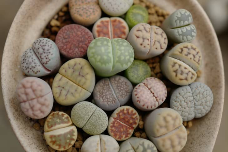 各种各样的石或活的石头在陶瓷壶