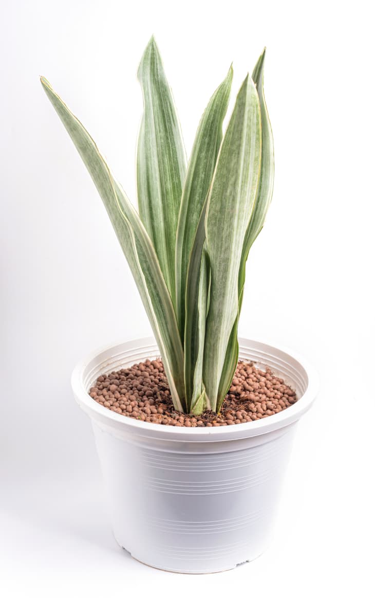 Bantel's Sensation white variegated snake plant in pot on white background