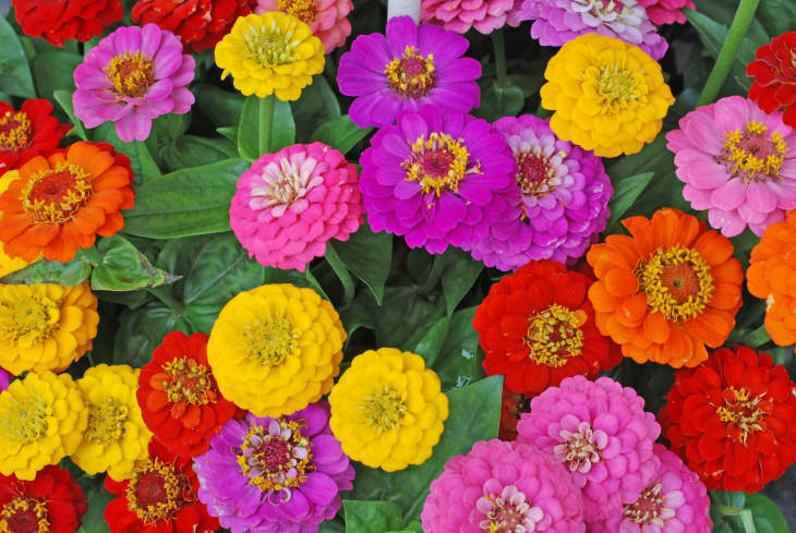 zinnia flowers in red, yellow, pink, and orange