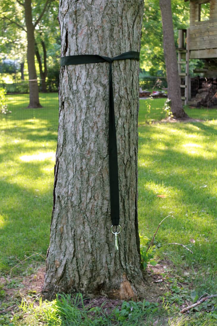 tree with strap tied around it