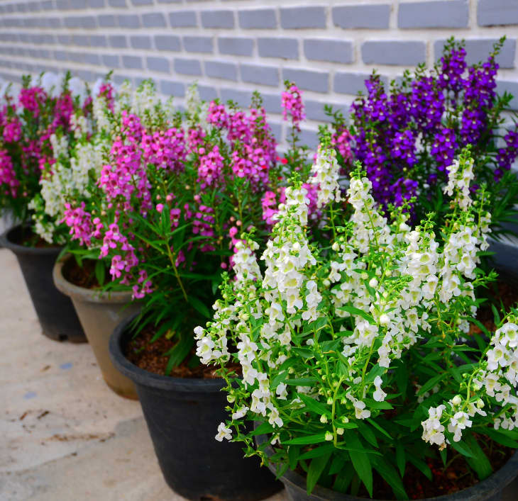 Angelonia flowers in pots at home