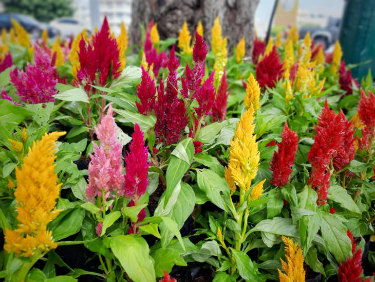 Colorful celosia or cockscomb flowers in the garden.