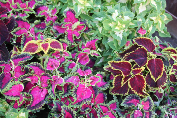 Mix of Coleus plants with colorful foliage