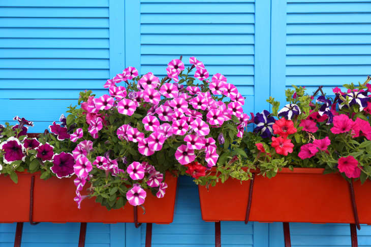 Beautiful bright petunia flowers in pots outdoors