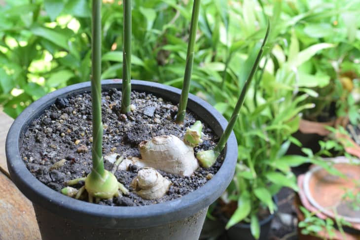 Ginger sprouts in plastic pot.