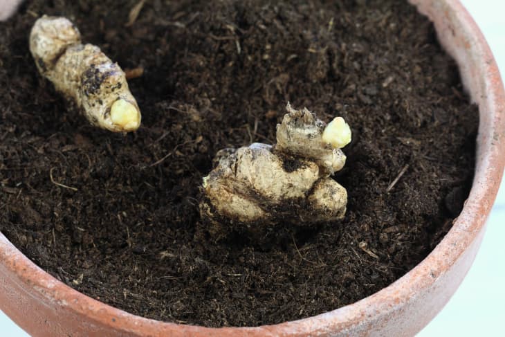 Germinated ginger root ready for planting. Detail of sprouted ginger root in the pot.