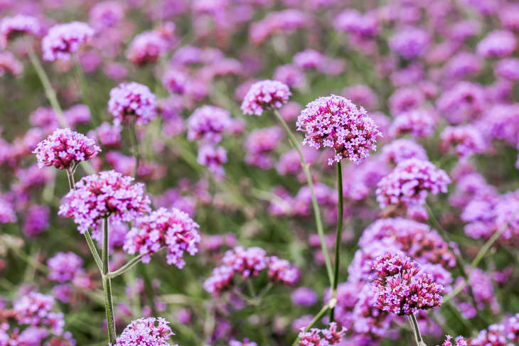Verbena "Buenos Aires" flowers with purple blooms