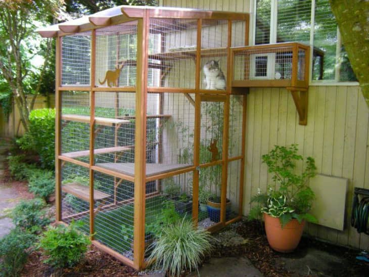 an outdoor cat enclosure