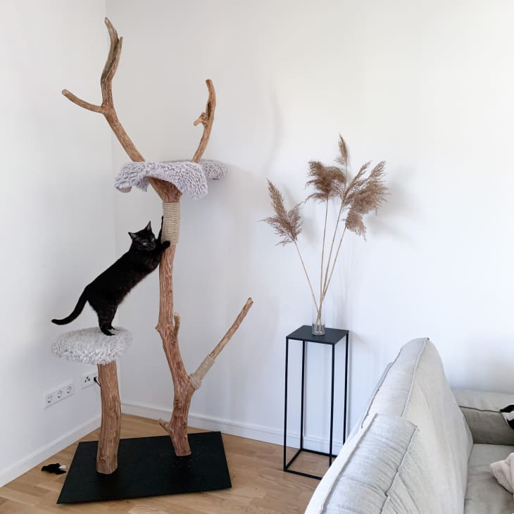 cat tree room