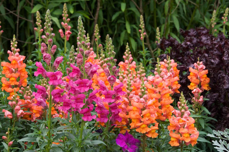 snapdragon flowers in orange and pink