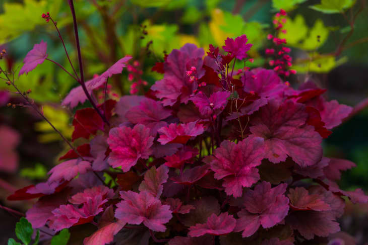 purple leaves of Heuchera, also called alumroot, coral bells