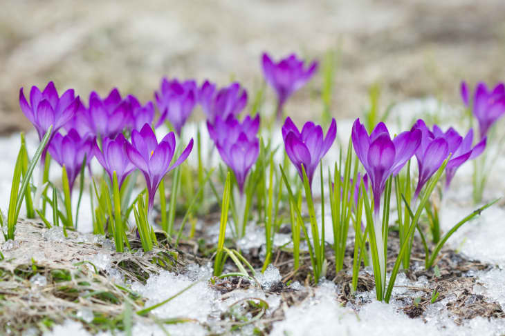 Violet crocuses growing in the snow