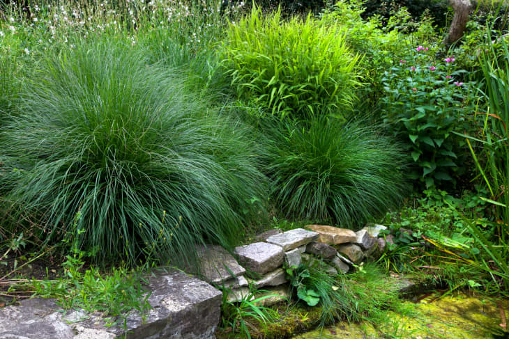 garden with ornamental grass
