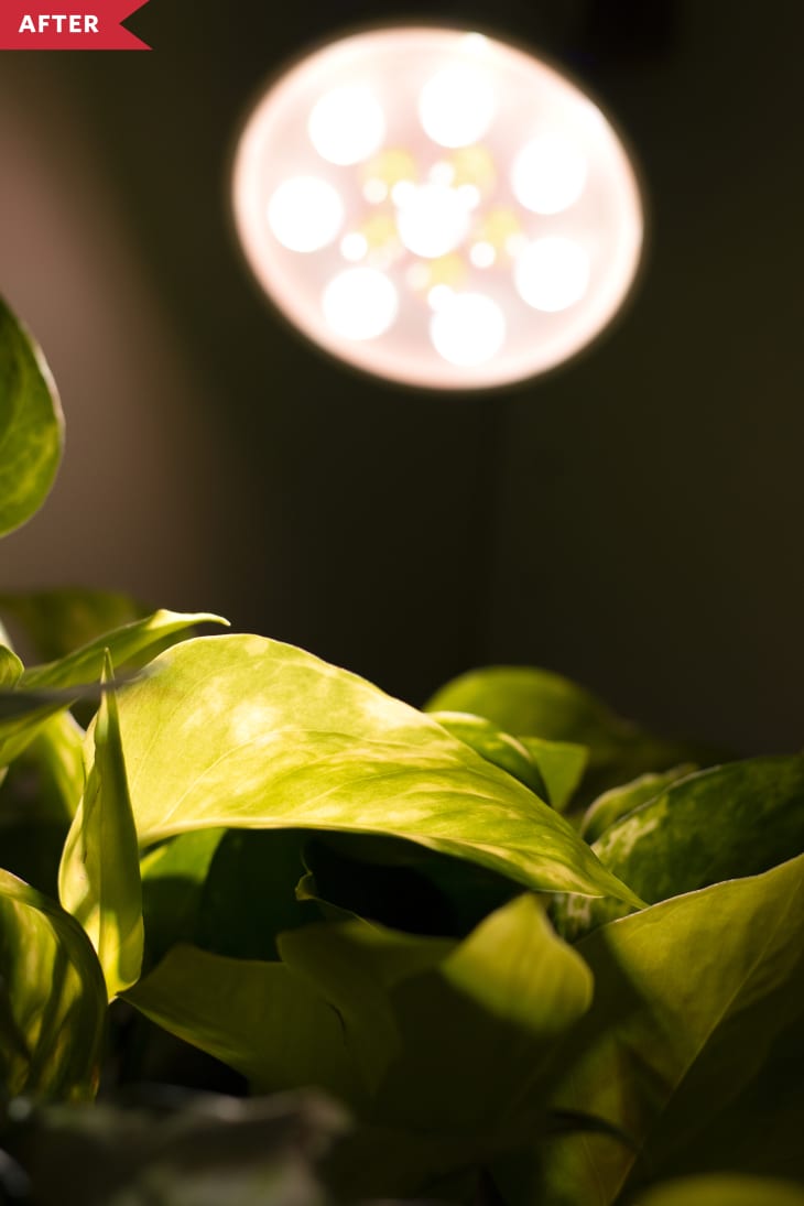 Close-up of grow light inside indoor greenhouse