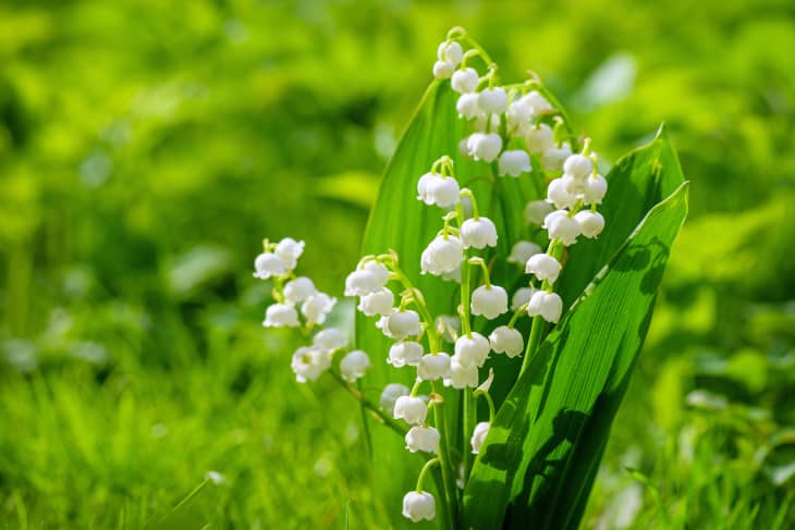 blooming lily of the valley in a garden