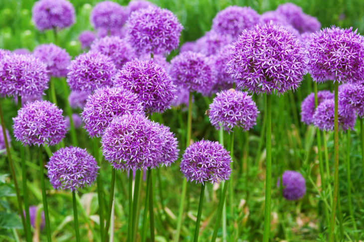 purple blooming allium plants