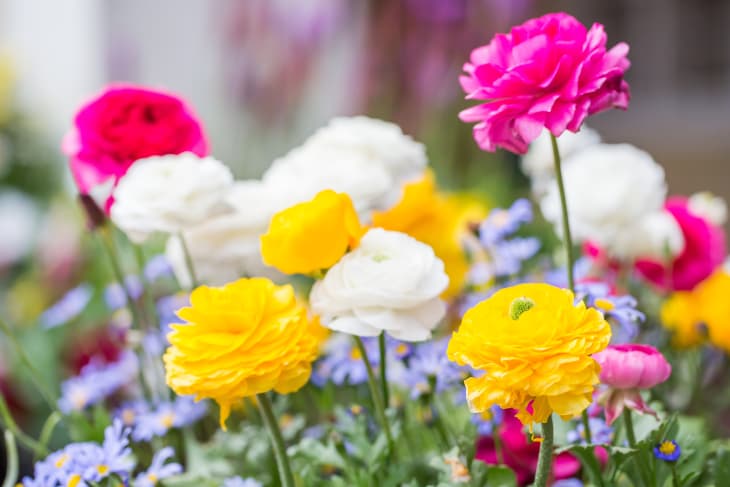 white, pink, and yellow ranunculus flowers in the garden