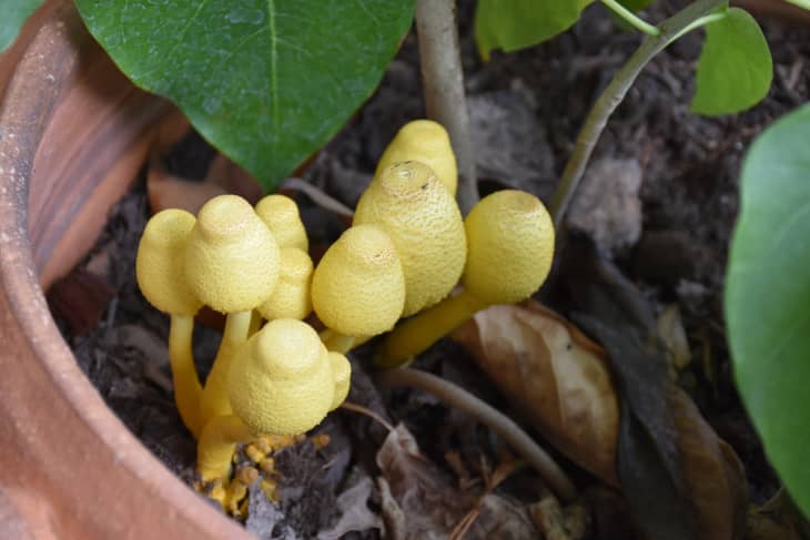 How to Fix Fungus Gnats, Moldy Soil, and Other Gross