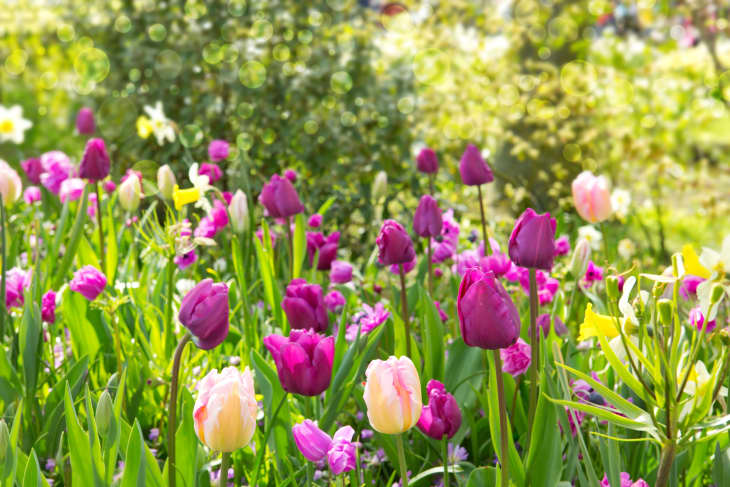 pink and purple tulips blooming in the garden