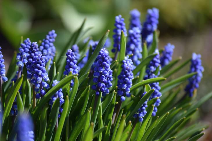blooming grape hyacinth flowers in a garden